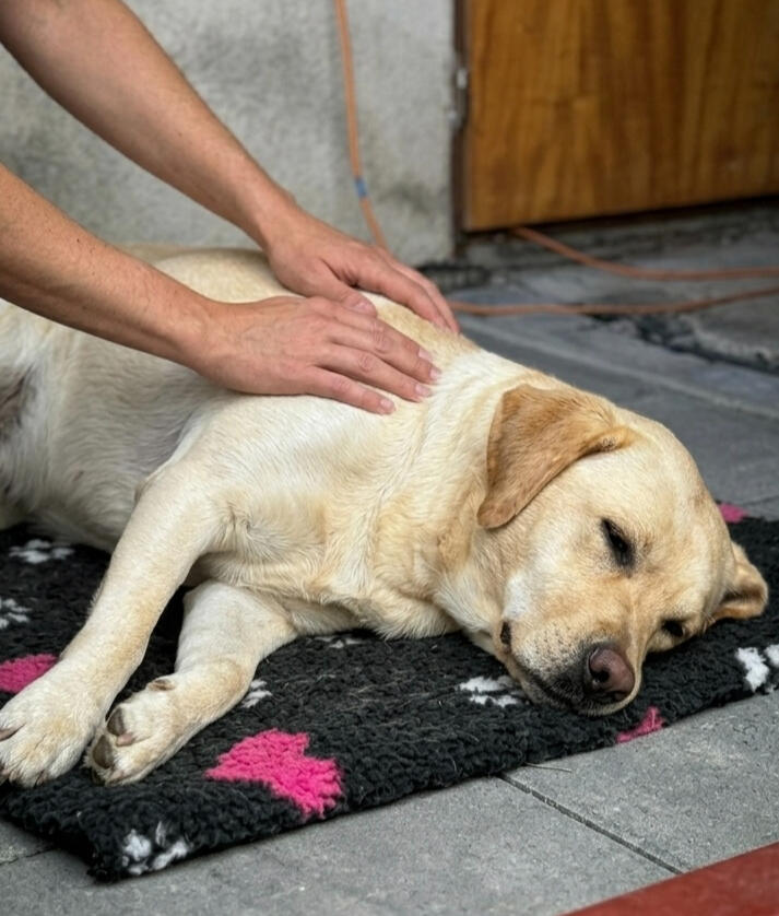 Labrador při masáži, dornova metoda pro zvířata